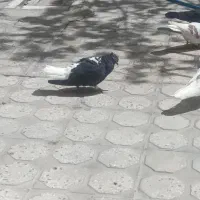 کبوتر سرته سیاه نر طوقی نر زاغ دم سفید
