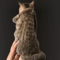 گربه بریتیش|گربه|تهران, مشیریه|دیوار