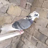 کبوتر ابلغ سبز کاکلی