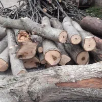 خریدچوب وانواع درختان باغی قطع برش هرس