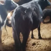 پنج راس گوساله ماده کوردی