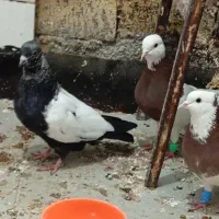 سینه سیاه و طوقی