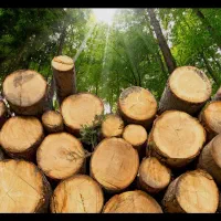 خریدار فروش چوب صنوبرنقد