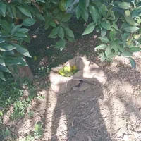 فروش پرتقال تامسون|خدمات باغبانی و درختکاری|کردکوی, |دیوار