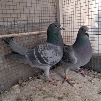 کبوتر مسافتی پلاک دار جی پی اس دار