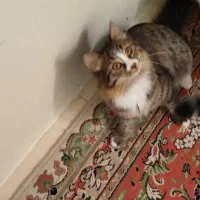 گربه گم شده|حیوانات|خفر, |دیوار