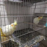 عروس هلندی.مرغ عشق