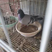 فروش چند جفت کبوتر|پرنده|جره و بالاده, |دیوار