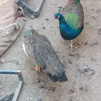 طاووس