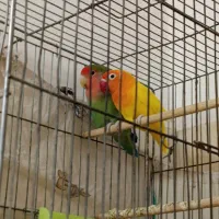 کوتوله فروشی