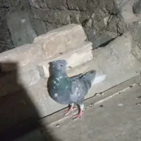 کفتر دمسفید