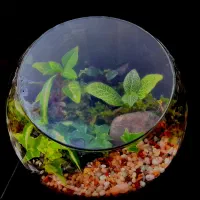 گل گیاه طبیعی