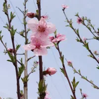 نظافت بیماراسباب کشی شستن وراه پله پذیرفته میشود