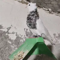 تعدادی کبوتر طوقی درجه یک|پرنده|یاسوج, |دیوار