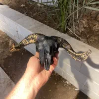 مجسمه|مجسمه، تندیس، ماکت|قم, شهرک امام حسن|دیوار