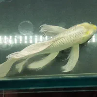 ماهی کوی پلاتینیوم سوپر باله بلند ۴۰ سانتی