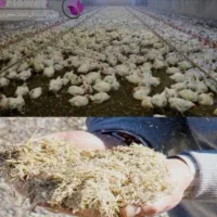 پوشال درجه1