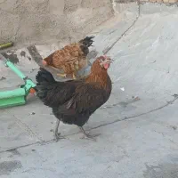 مرغ