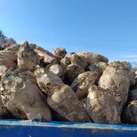 چغندر قند تحویل درب دامداری شما