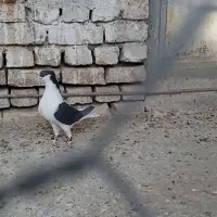 نر چپ سیاه افغانی