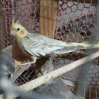 عروس هلندی رام وسخنگو مولد|پرنده|کلاچای, |دیوار