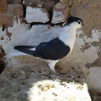 ساده سیاه کاکلی