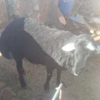 پشم چینی گوسفند