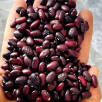 لوبیا قرمز، چیتی، چشم بلبلی کیلویی 105|خوردنی و آشامیدنی|کوهدشت, |دیوار