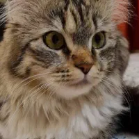 گربه پرشین نر