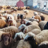 ۱۱۵ راس بره نر پروار کیلویی ۳۹۰ مقطوع