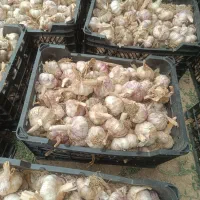 سیر خشک مغان