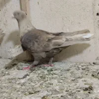 یه جفت جوجه تافته ای زرد دم سفید