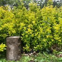 شمشاد نایلکسی و زمینی با ارتفاع ۱متر بصورت عمده|گل و گیاه طبیعی|رشت, دیلمان|دیوار