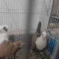 کله سفید کلاغ زرد بدکاکل فرحبخش گم کردم