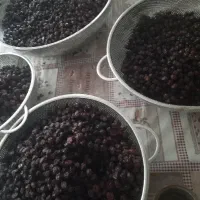 آلبالوخشک شده آبسرد تازه و گوشت دار