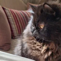 گربه پرشین اصیل رنگ دودی