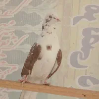 کبوتر پرشی ماده کفتر|پرنده|تهران, اتابک|دیوار