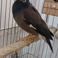 مرغ مینای سخنگو|پرنده|جوانرود, |دیوار