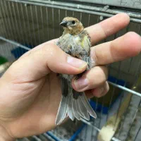 جوجه گلبسر های عطیقه سهره قناری