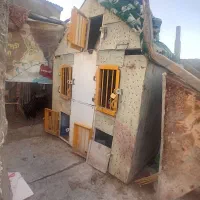 جفتگاه پرنده کفتر