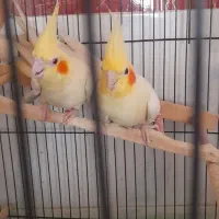 دوجفت عروس هلندی به فروش میرسد