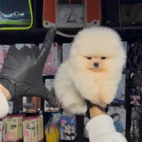 سگ پامرانین سایز ریز|سگ|کیش, |دیوار