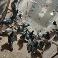 20 حیون زد و خوردی سبز و پولک|پرنده|مشهد, گلشور|دیوار