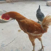 خروس کردی|حیوانات مزرعه|سرپل ذهاب, |دیوار