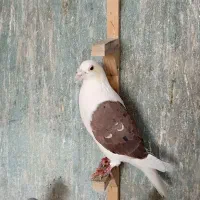 پشت گراف سرخ پر خال سیا نر