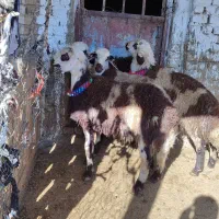 بره قوچای پلنگی و افشاری|حیوانات مزرعه|بروجرد, |دیوار