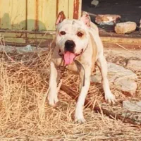 سگ پیتبول نر سرحال