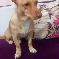 سگ سوسی با ادب تربیت شده