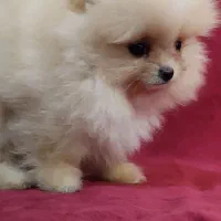 سگ پامر خرسی