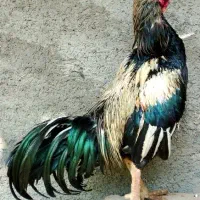 مرغ و خروس لاری و زینتی